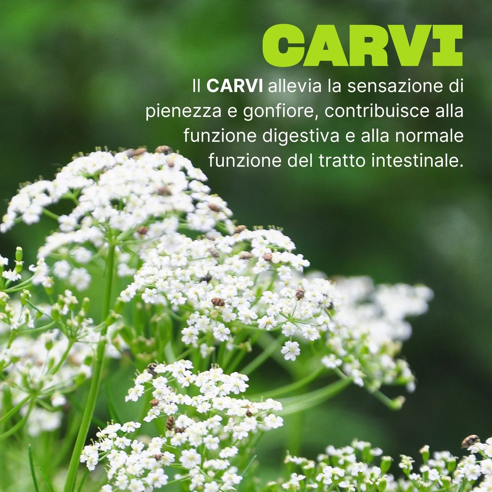 Immagine prodotto 3